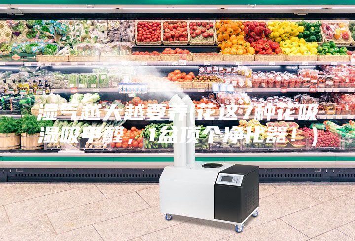 濕氣越大越要養(花這7種花吸濕吸甲醛，1盆頂個凈化器！)